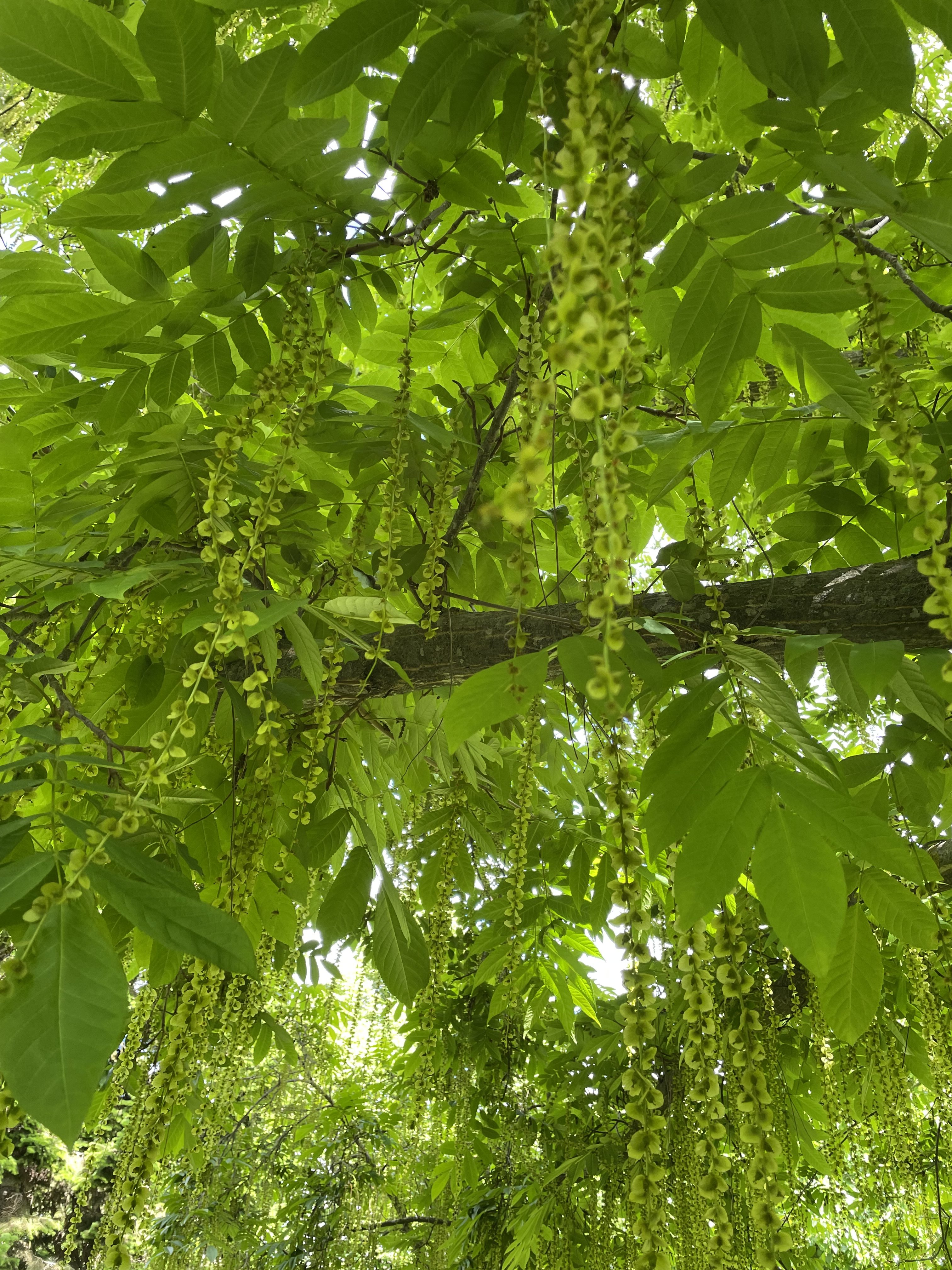 Veckans tema: Parker m.m.