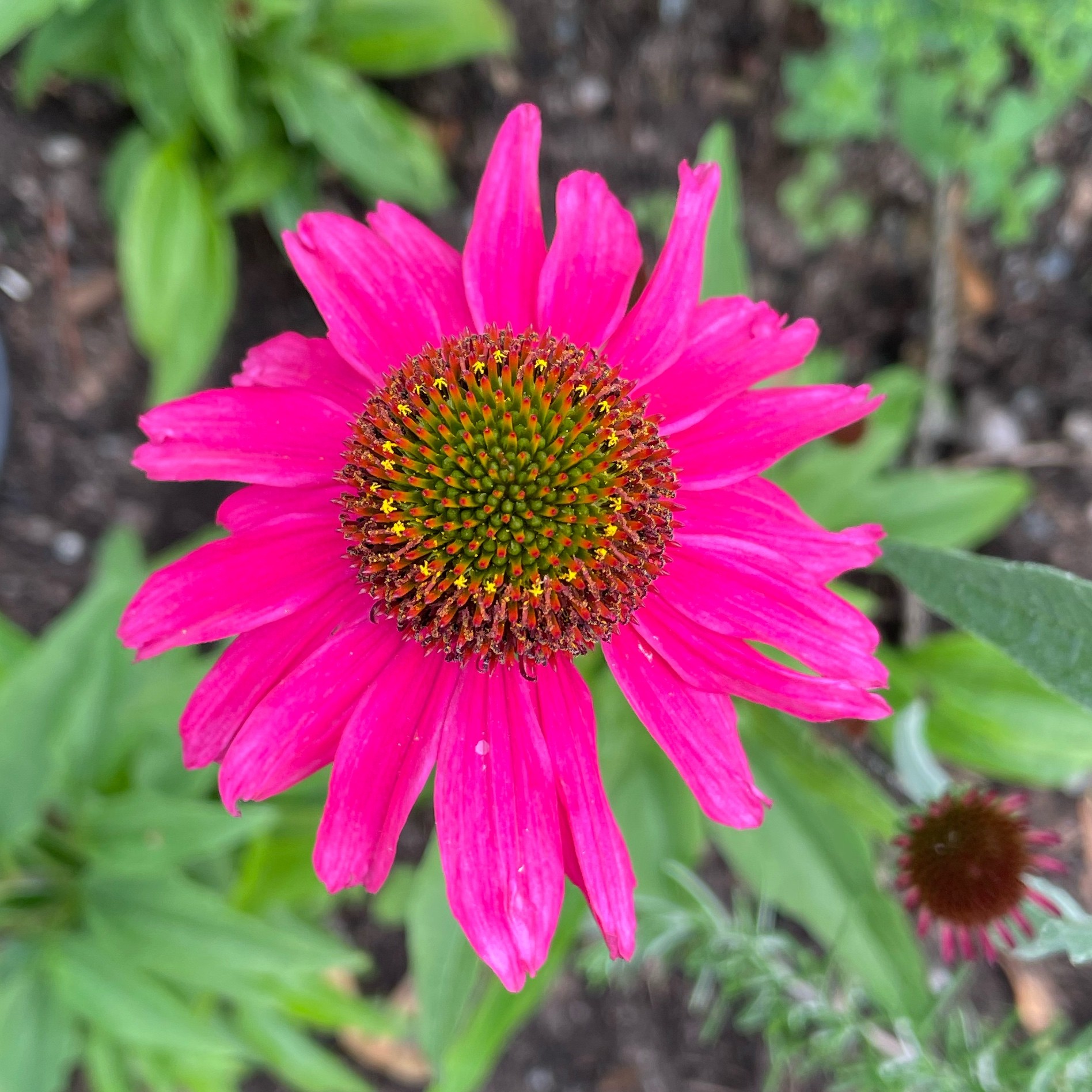 Veckans tema: Parker m.m. Del 2