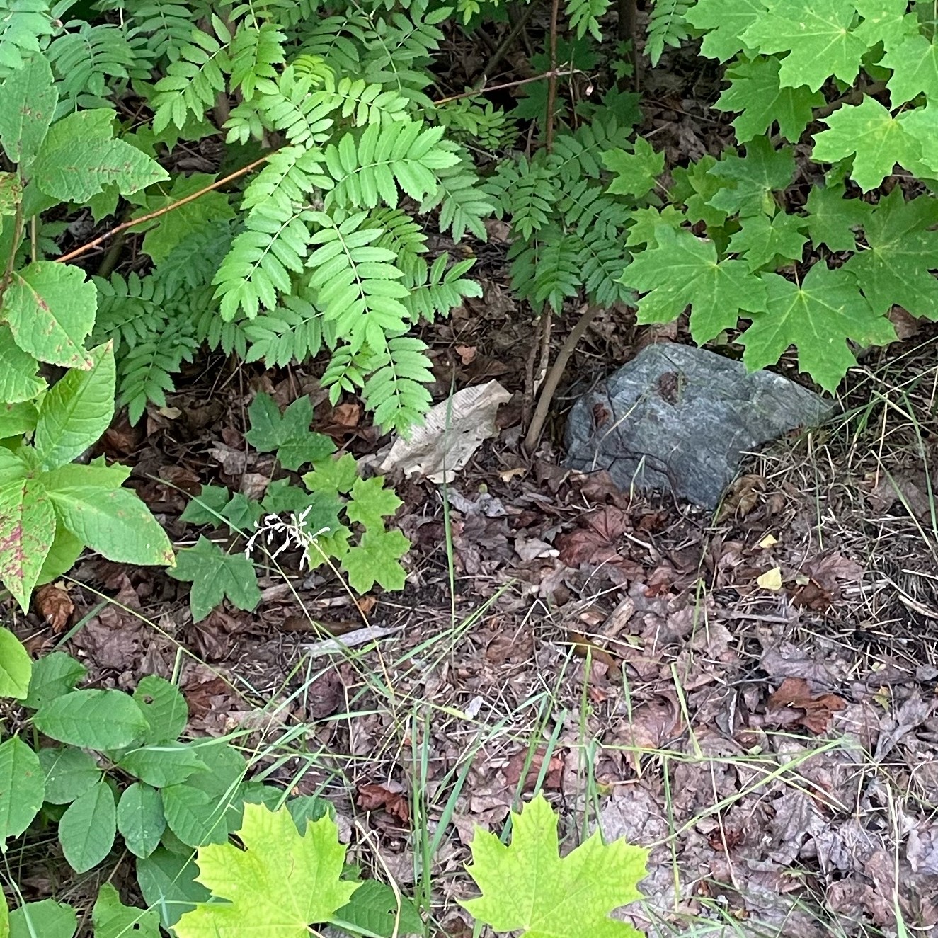 Veckans återkommande tema: Skräp