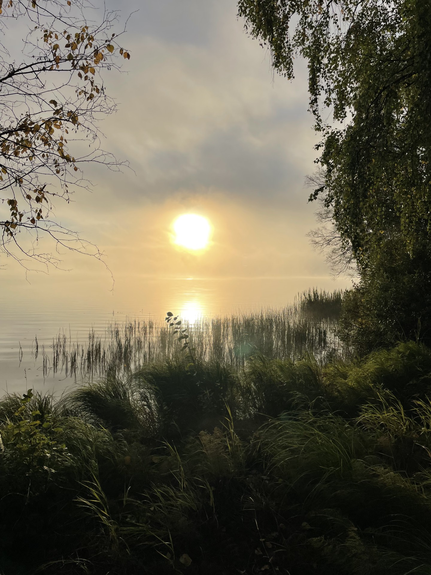 Tema: Bland träden.