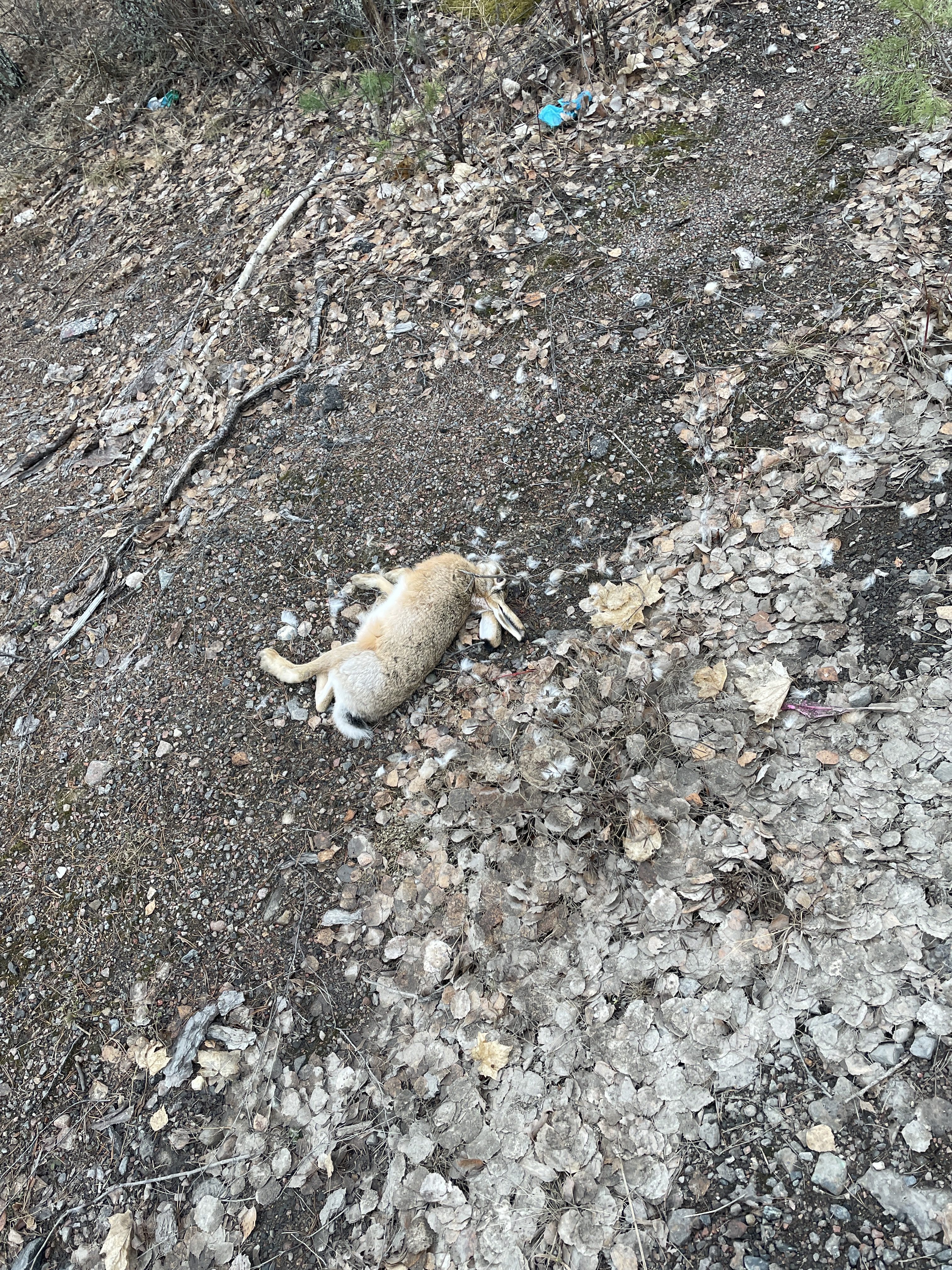 Veckans tema: Markhöjd del två.