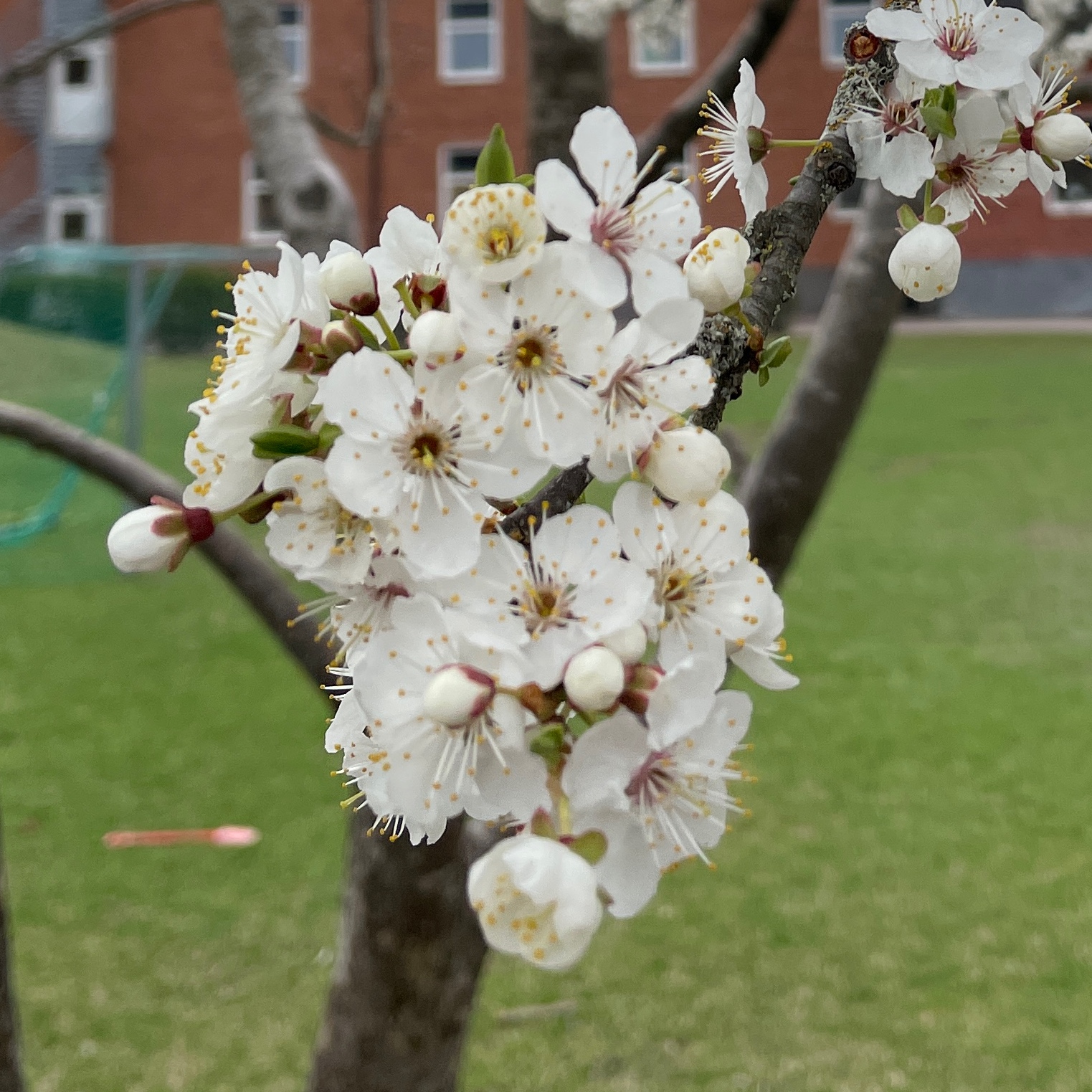 VECKANS TEMA: Träd.