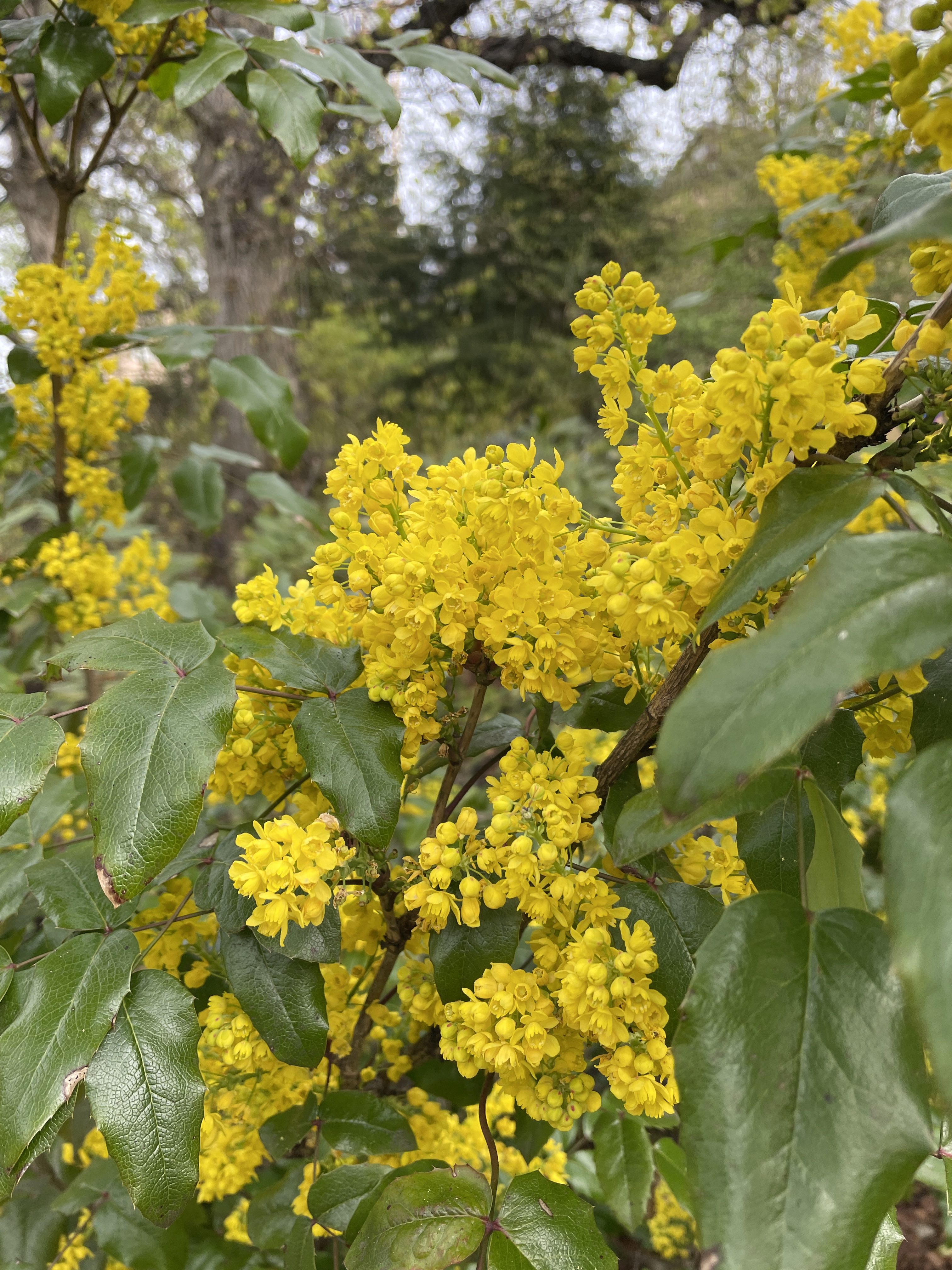 VECKANS TEMA: BLOMMOR
