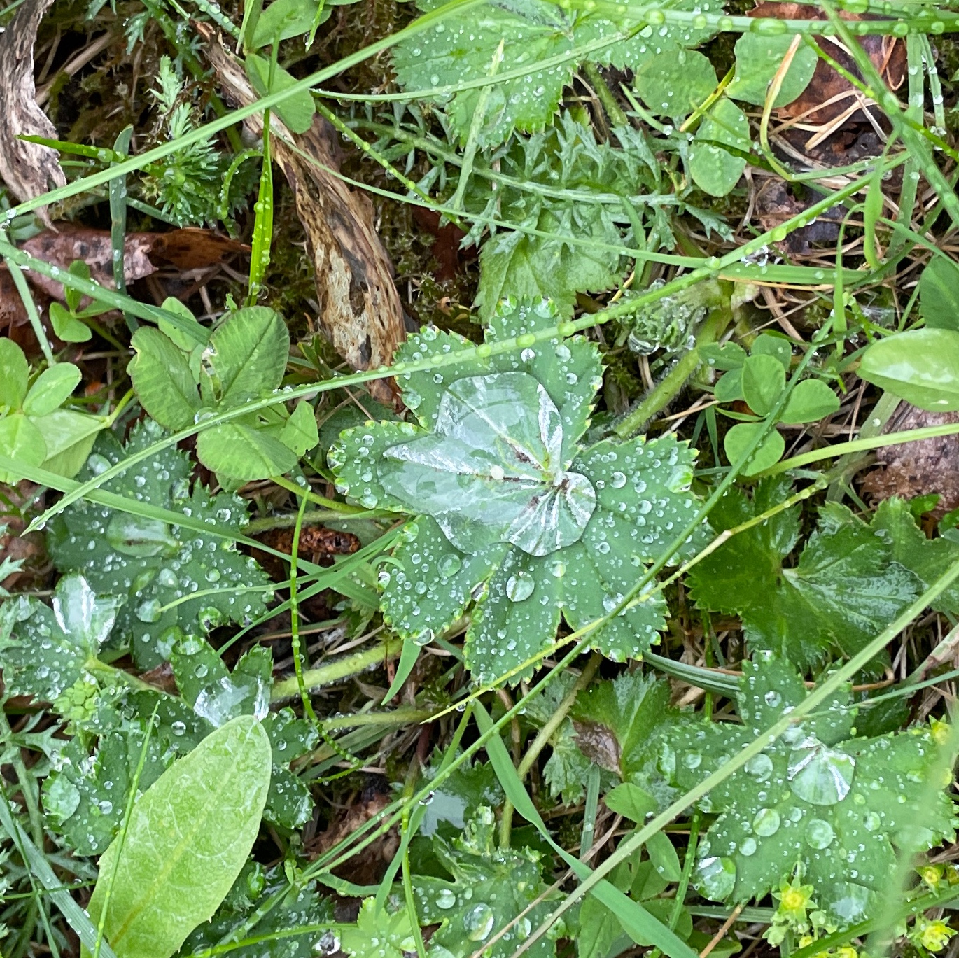 Veckans tema: Regndroppar.