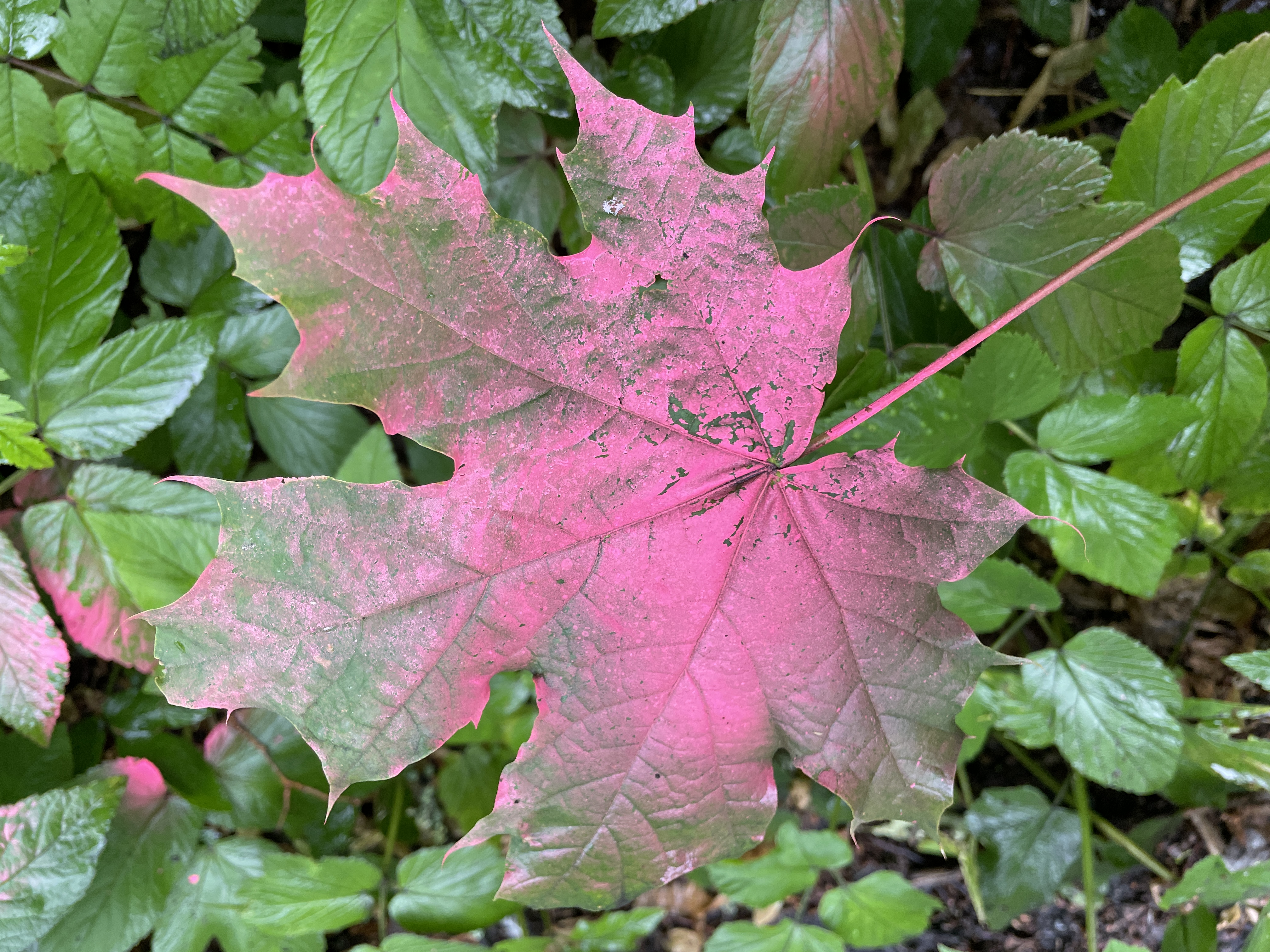 Veckans tema: Med spår av rosa.