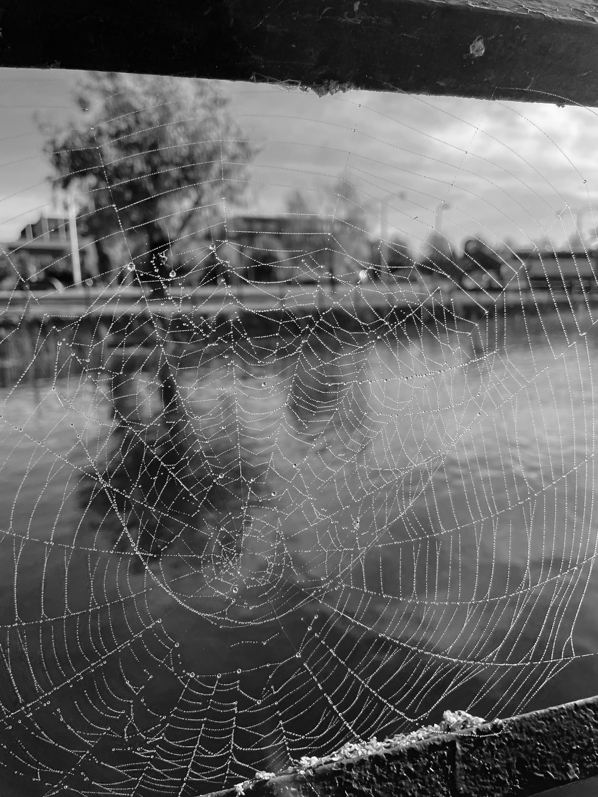 Veckans tema: Höst, dimma och spindelväv!