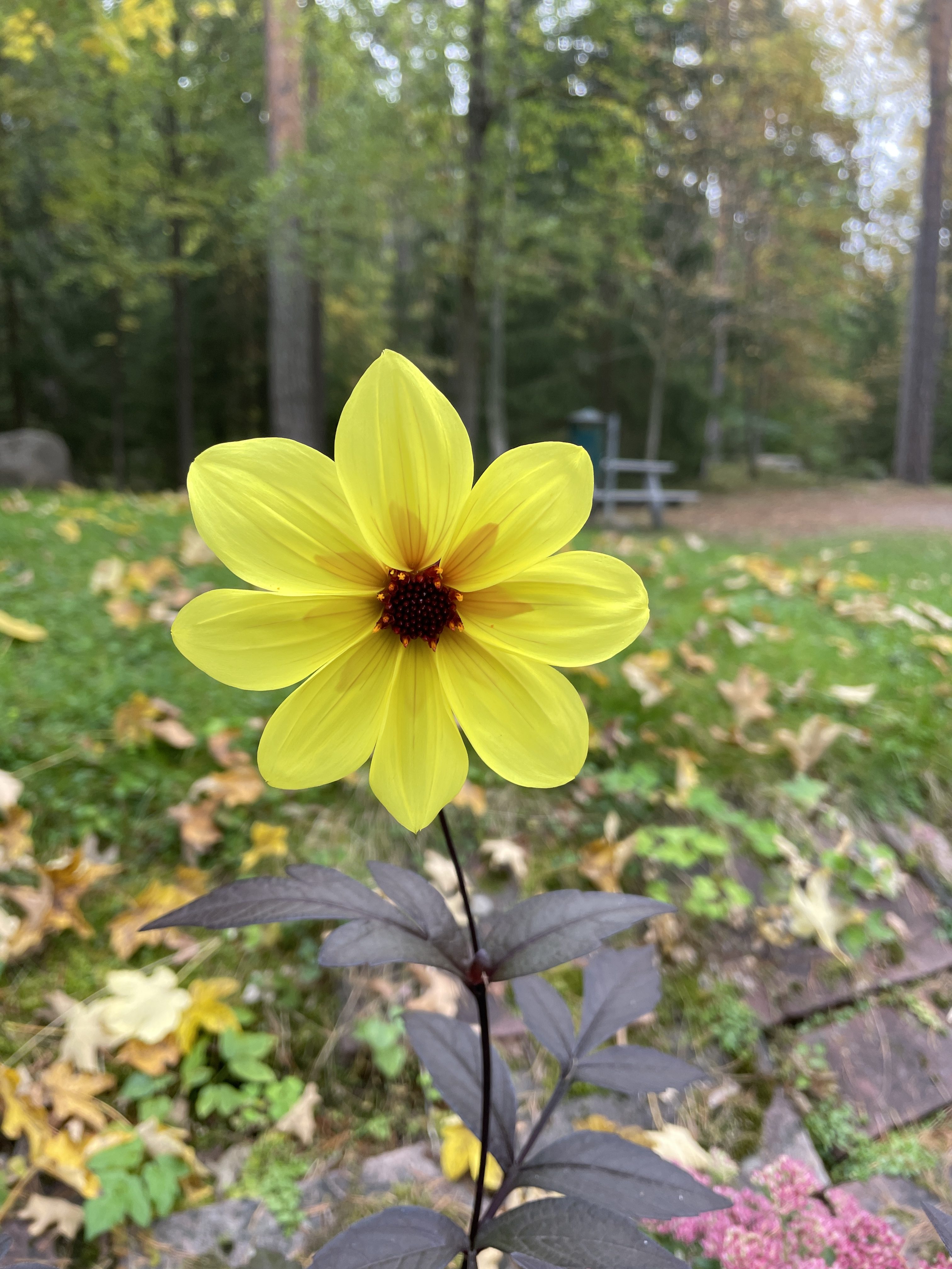 Veckans tema: Mer underbar höst del 2