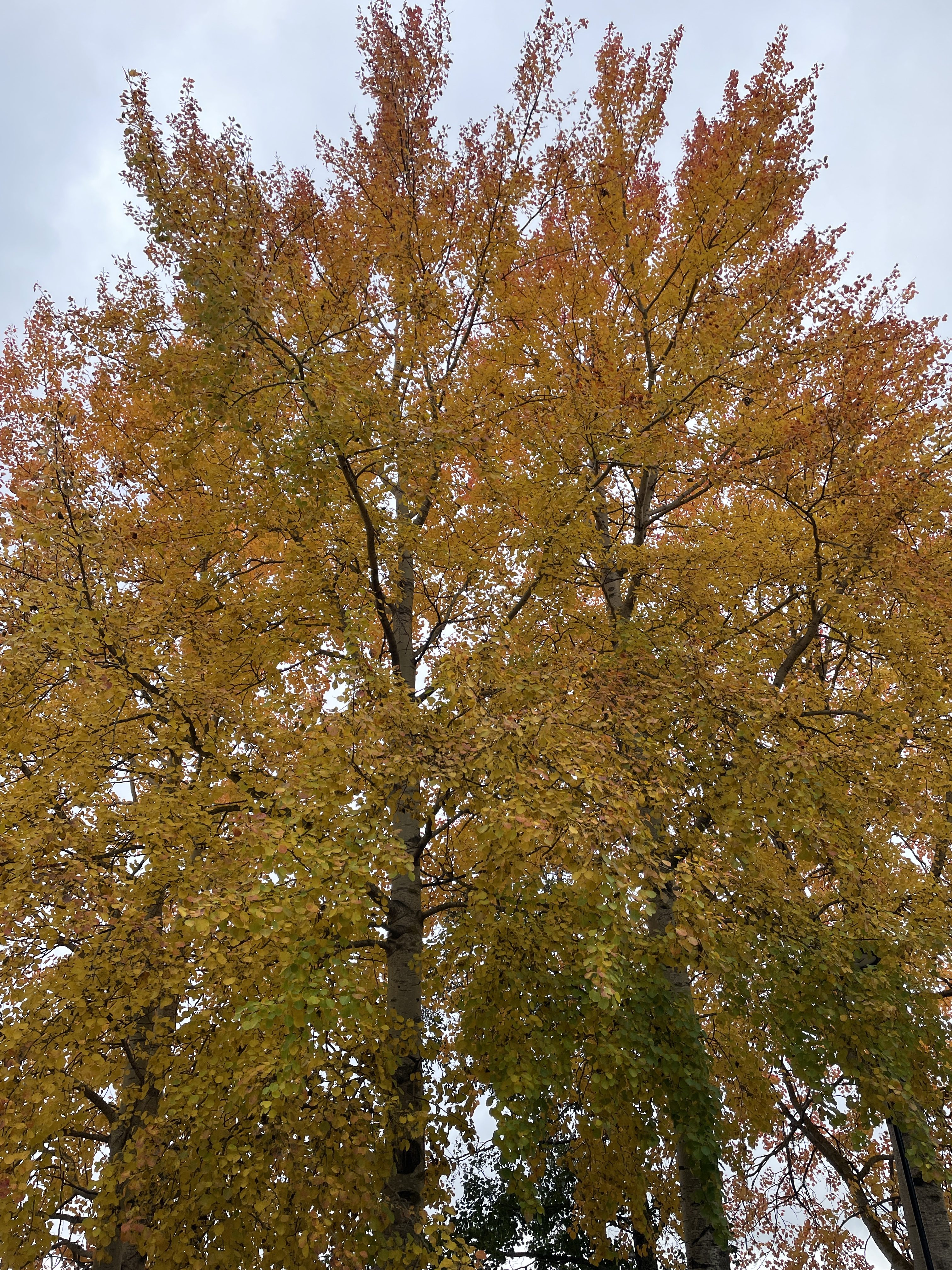 Veckans tema: Träd, struktur och dålig fantasi!
