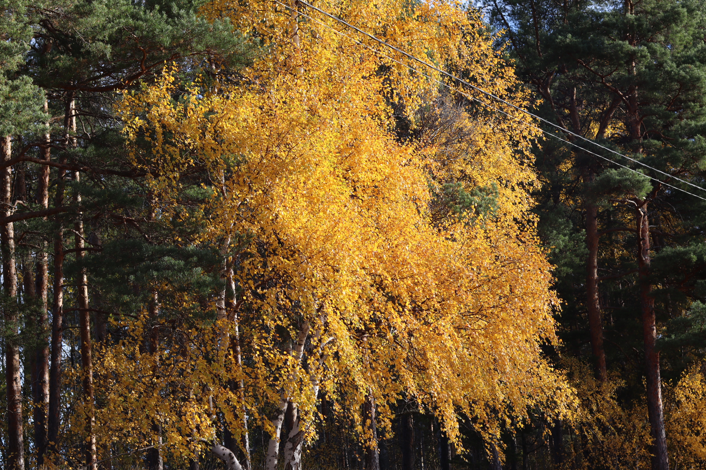 Veckan tema: Lite mer Roxnäs udde.
