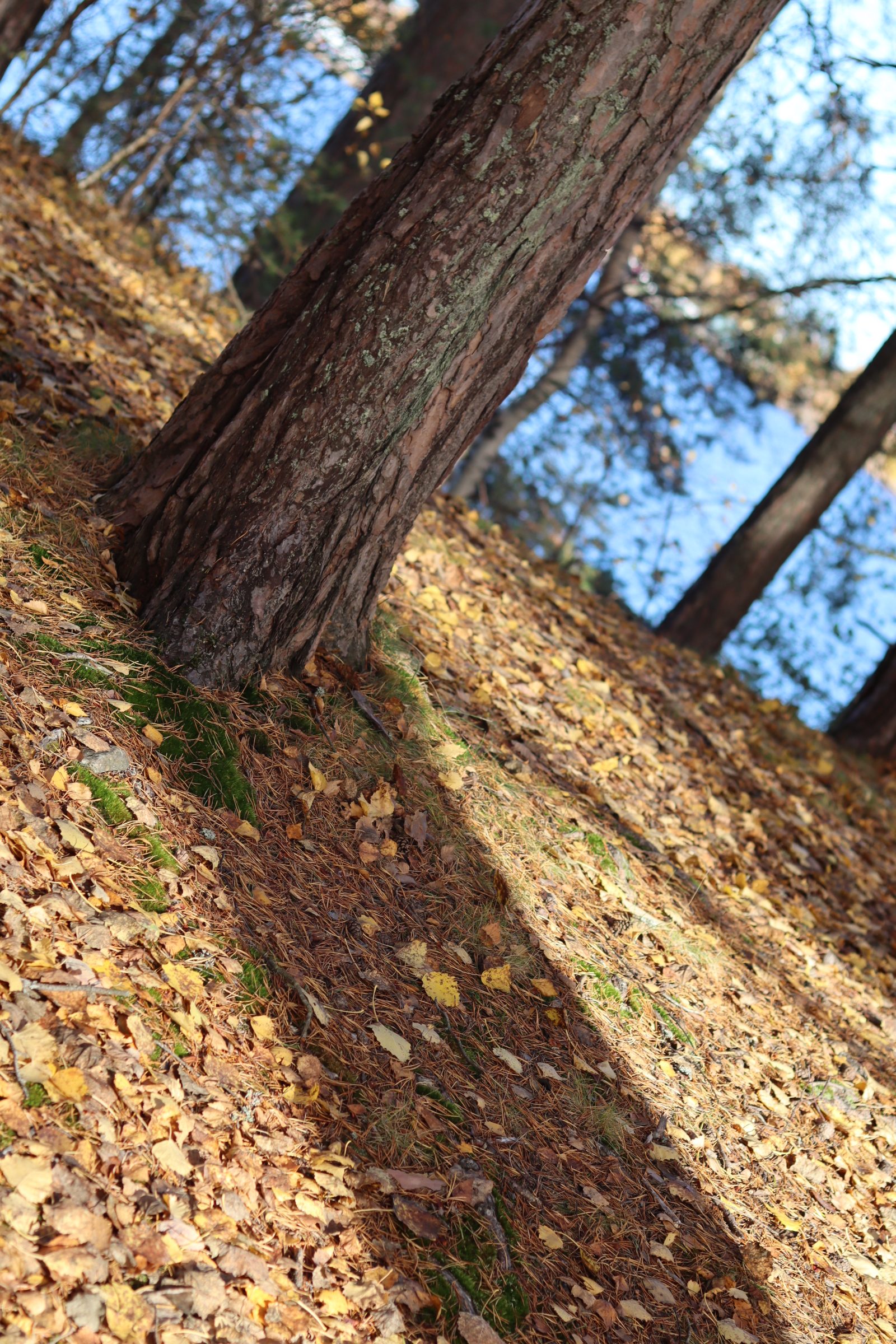 Veckan tema: Roxnäs udde.