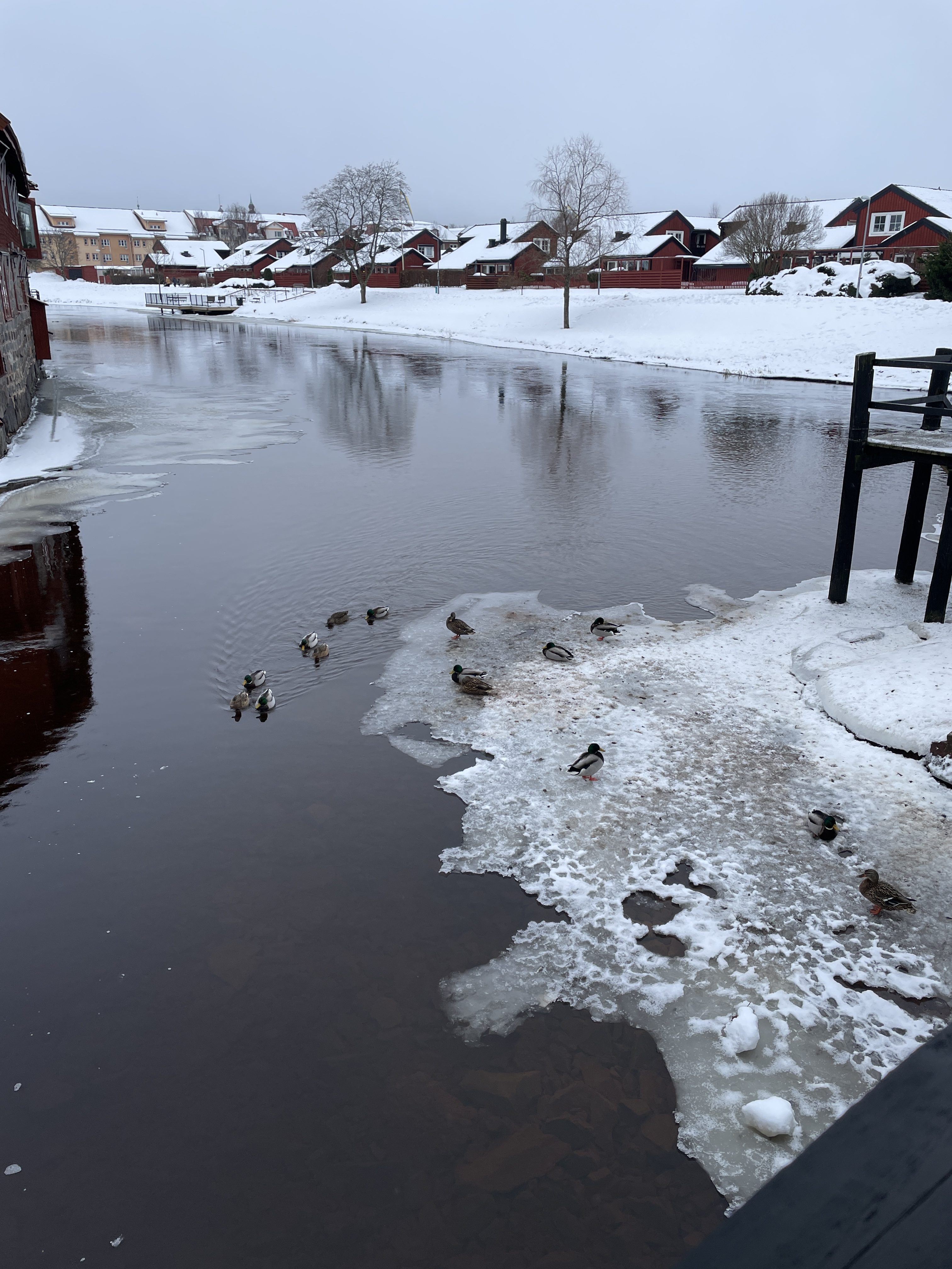 Veckans tema: Lite vinternatur